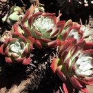 40 Seeds Dudleya abramsii Succulents Garden Plants