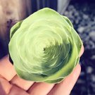40 Seeds Alojera Succulents Garden Plants