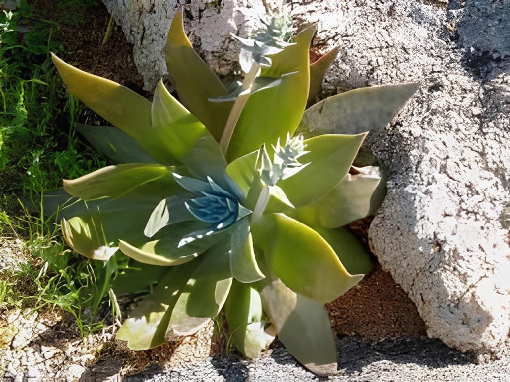 40 Seeds Dudleya lanceolata Succulents Garden Plants