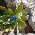 40 Seeds Dudleya lanceolata Succulents Garden Plants