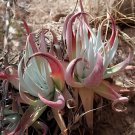 40 Seeds Dudleya collomiae Succulents Garden Plants