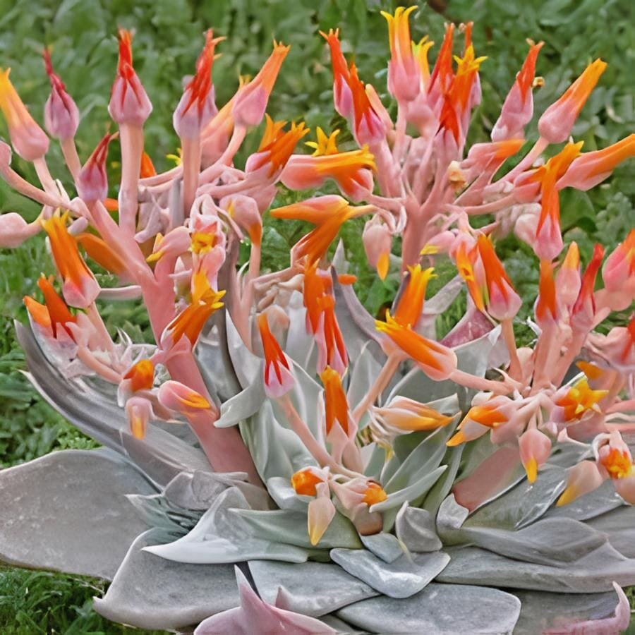 40 Seeds Dudleya cymosa Succulents Garden Plants