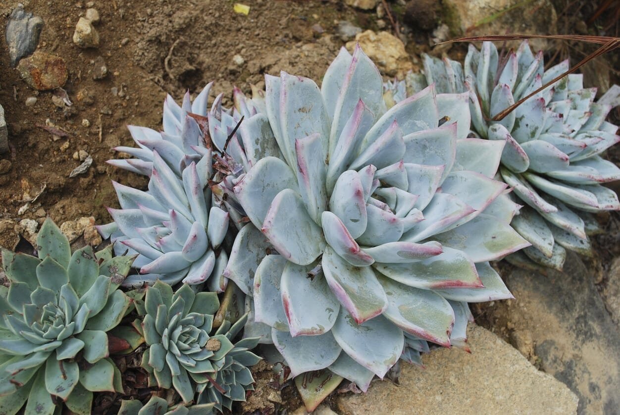 40 Seeds Dudleya Mix Succulents Garden Plants