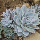 40 Seeds Dudleya Mix Succulents Garden Plants