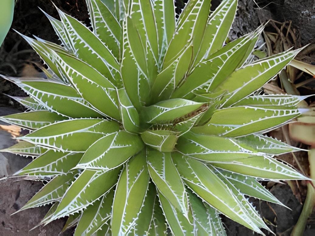 20 Seeds AGAVE impressa Succulents Garden Plants