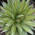 20 Seeds AGAVE impressa Succulents Garden Plants