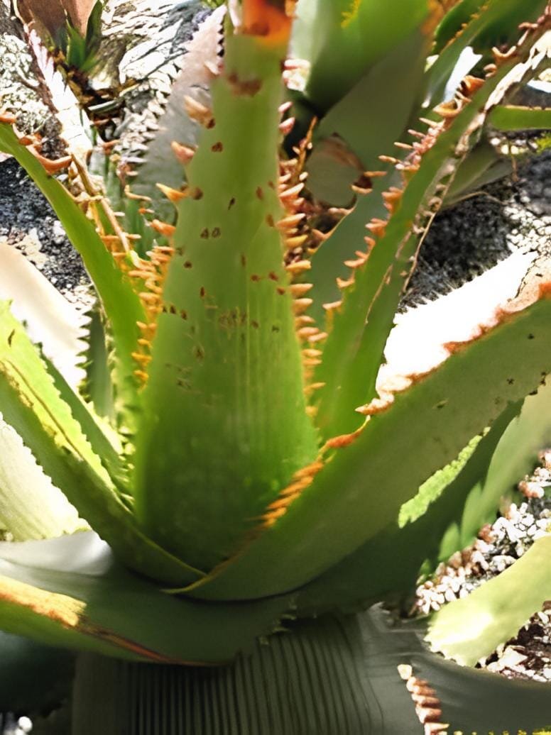 20 Seeds Aloe lineata Succulents Garden Plants