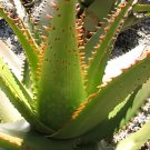 20 Seeds Aloe lineata Succulents Garden Plants