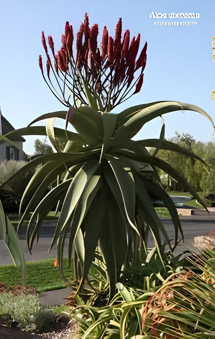 20 Seeds Aloe excelsa Succulents Garden Plants