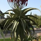 20 Seeds Aloe excelsa Succulents Garden Plants