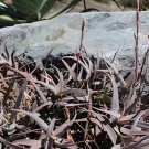 20 Seeds Aloe isaloensis Succulents Garden Plants
