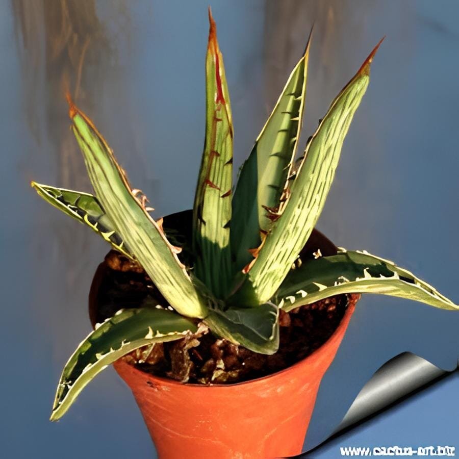 20 Seeds Agave difformis Succulents Garden Plants