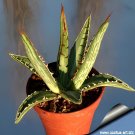 20 Seeds Agave difformis Succulents Garden Plants