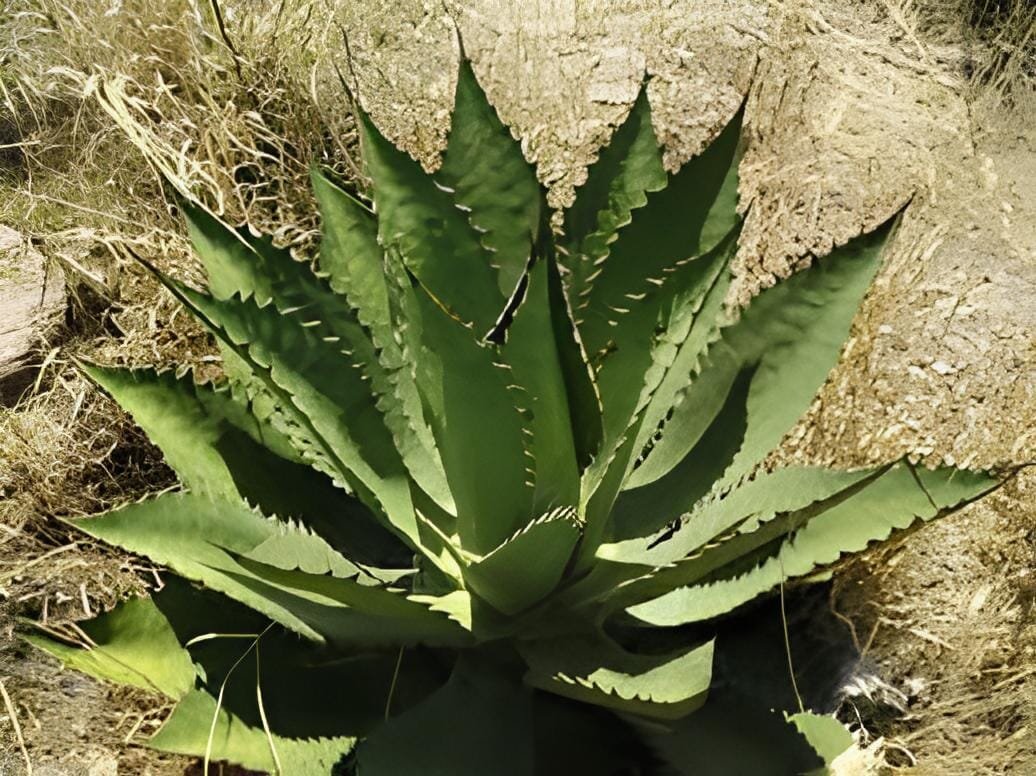 20 Seeds Agave inaequidens subsp. inaequidens Succulents Garden Plants
