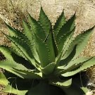 20 Seeds Agave inaequidens subsp. inaequidens Succulents Garden Plants