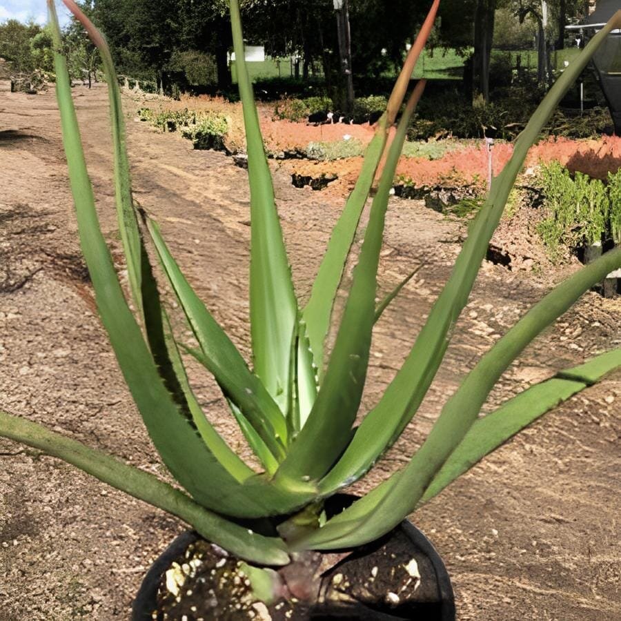 20 Seeds Aloe cryptopoda Succulents Garden Plants