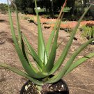 20 Seeds Aloe cryptopoda Succulents Garden Plants