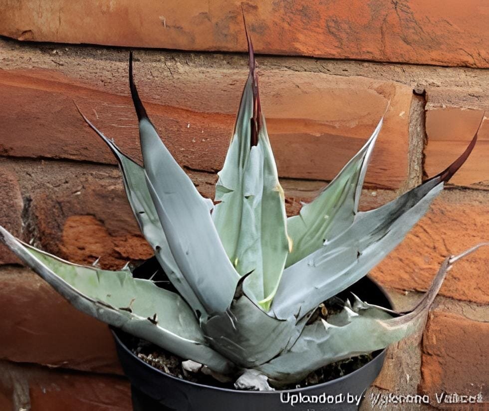 20 Seeds Agave gigantensis Succulents Garden Plants