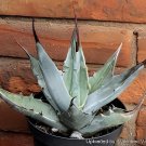 20 Seeds Agave gigantensis Succulents Garden Plants