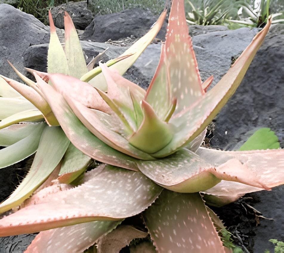 20 Seeds Aloe umfoloziensis Succulents Garden Plants