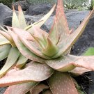 20 Seeds Aloe umfoloziensis Succulents Garden Plants