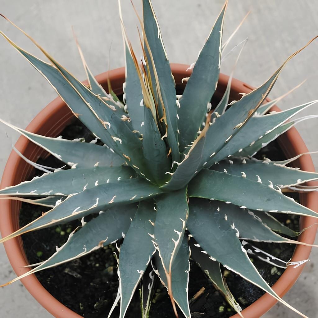20 Seeds Agave mckelveyana Succulents Garden Plants