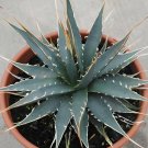 20 Seeds Agave mckelveyana Succulents Garden Plants