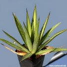 20 Seeds Agave funkiana Succulents Garden Plants