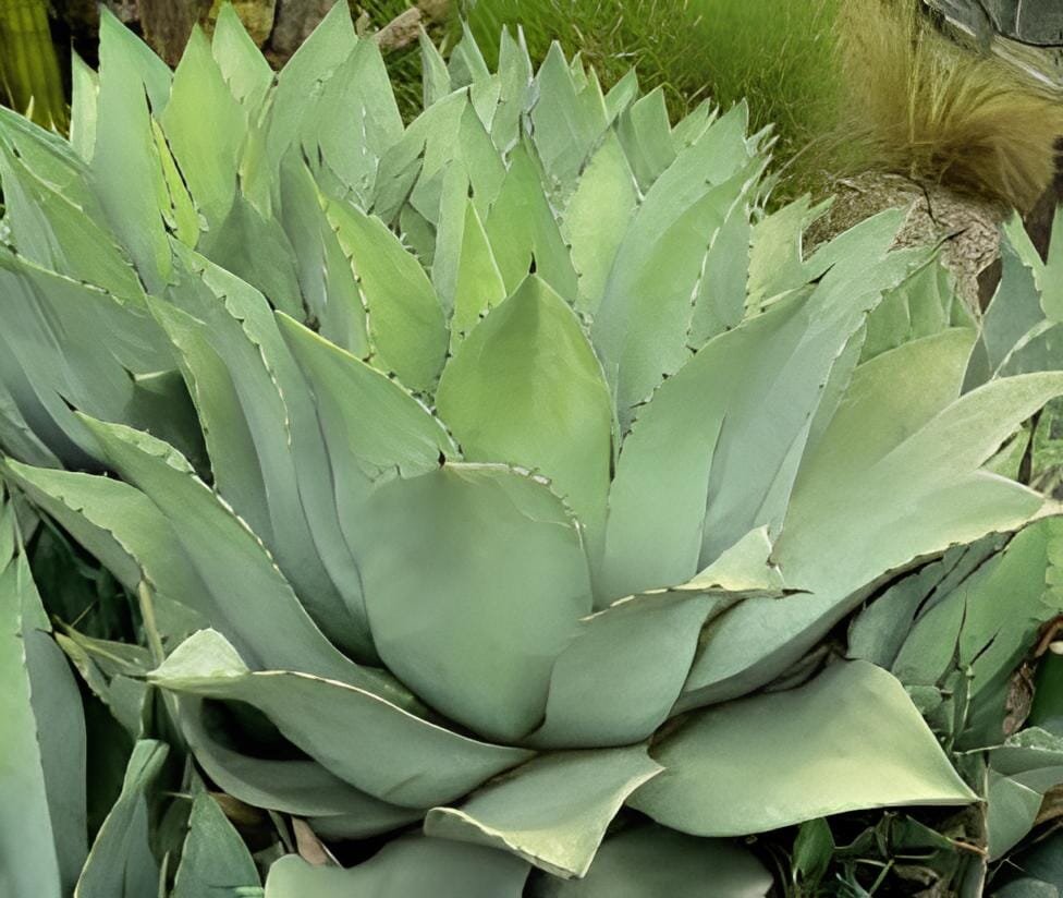 20 Seeds Agave flexispina Succulents Garden Plants