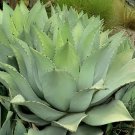 20 Seeds Agave flexispina Succulents Garden Plants