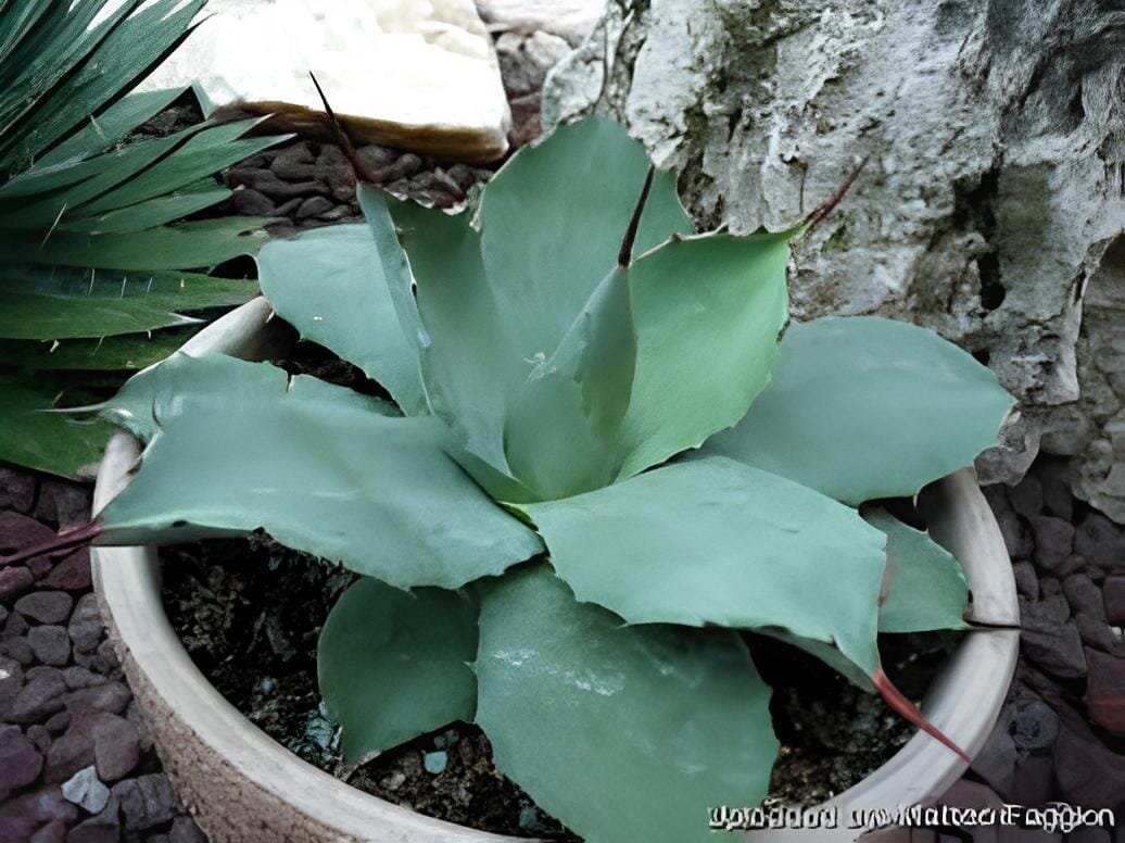 20 Seeds Agave chiapensis Succulents Garden Plants