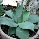 20 Seeds Agave chiapensis Succulents Garden Plants