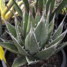 20 Seeds Agave ghiesbreghtii 'Purpusorum' Succulents Garden Plants