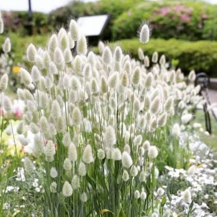 200 Seeds Ovatus Grass Bunny Tails Grass Tropical Ornamental Plants