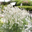 200 Seeds Ovatus Grass Bunny Tails Grass Tropical Ornamental Plants