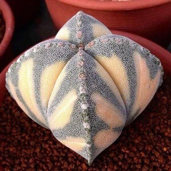 200 Seeds Five-Pointed Star Meaty Bonsai