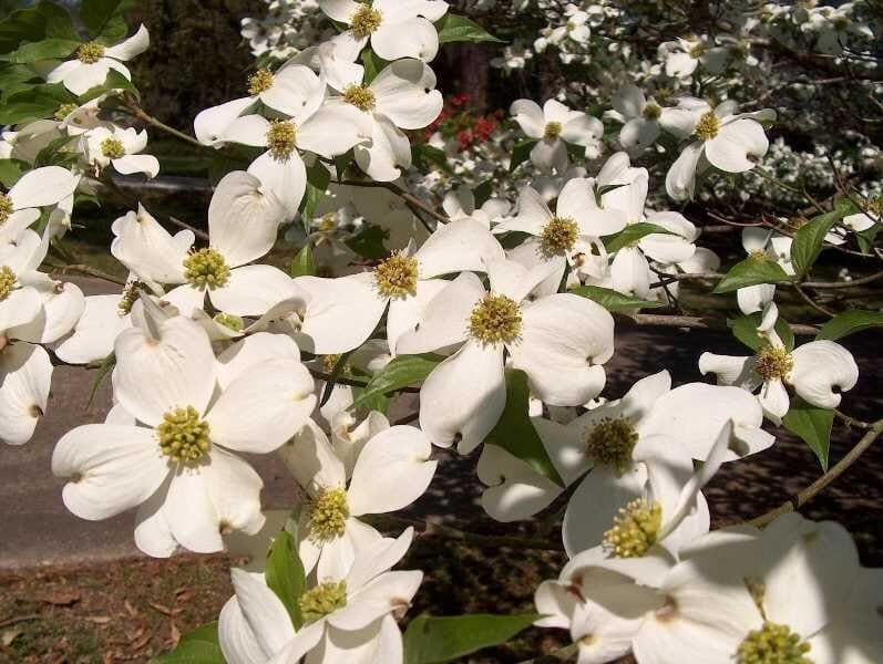 40 Seeds Dogwood Ornamental Plant Fruit Bonsai