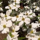 40 Seeds Dogwood Ornamental Plant Fruit Bonsai