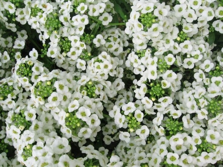 200 Seeds Alyssum Lobularia Maritima Flower