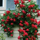 200 Seeds Thailand Climbing Beautyful Rose Bonsai Flowers