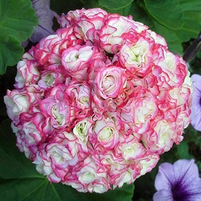 100 Seeds Pelargonium Peltatum Potted Plants