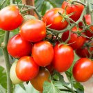 200 Seeds Riesentraube Cherry Tomato