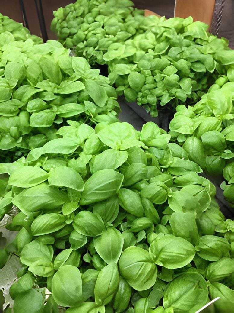 60 Seeds Heirloom Rare Sweet Basil Organic