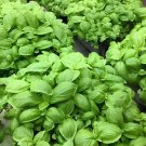 60 Seeds Heirloom Rare Sweet Basil Organic