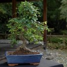 60 Seeds Chinese Elm Bonsai Tree Plant