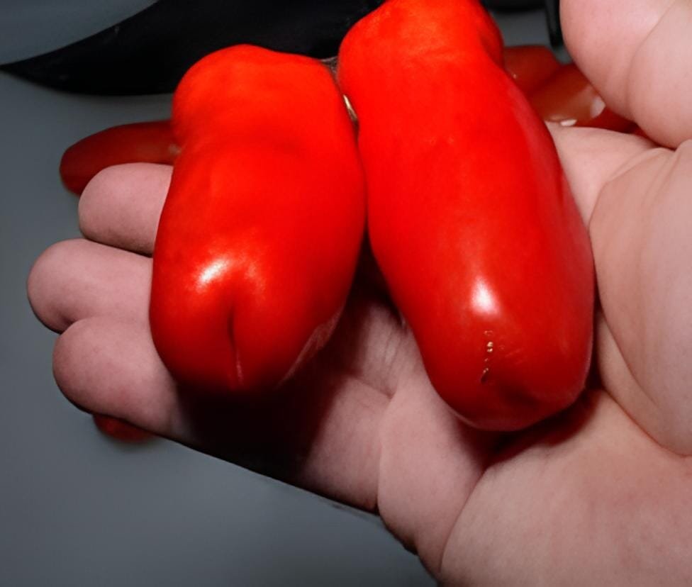 200 Seeds Rare Auria Adam Tomato Hybrid