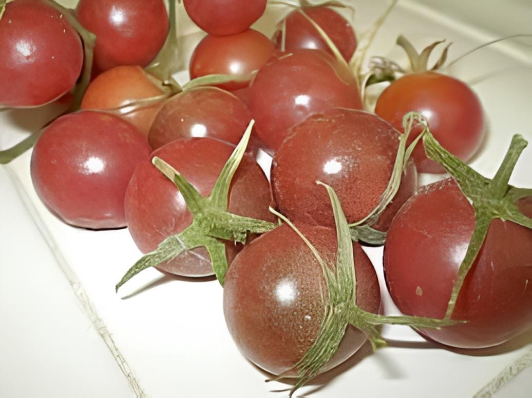 500 Seeds Purple Rose Dwarf Tomato Non-gmo Heirloom Fruits