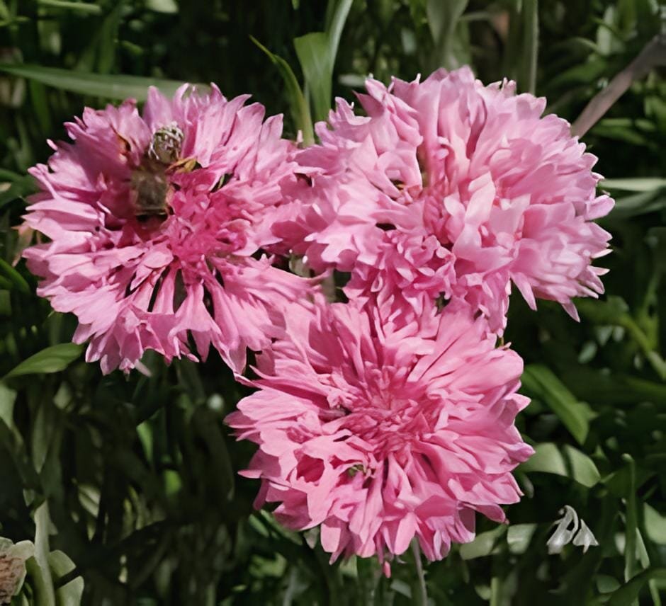 100 Seeds TALL Pink BACHELORS BUTTON CORNFLOWER