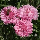100 Seeds TALL Pink BACHELORS BUTTON CORNFLOWER