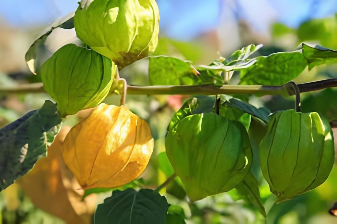 100 Seeds Fresh Perennial Physalis Cape Gooseberry